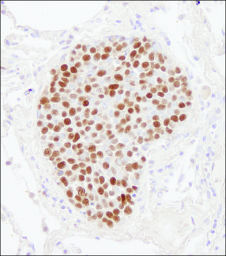 Rabbit anti-MCM2 Antibody, Affinity Purified Powered by Bethyl Laboratories, Inc.