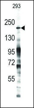 Anti-Mouse Jmjd3 (center) antibody produced in rabbit IgG fraction of antiserum, buffered aqueous solution