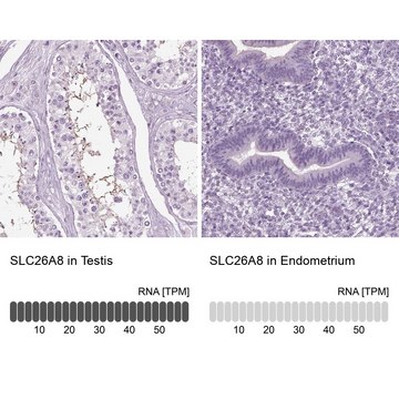 Anti-SLC26A8 antibody produced in rabbit Prestige Antibodies&#174; Powered by Atlas Antibodies, affinity isolated antibody, buffered aqueous glycerol solution