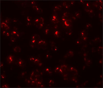 Anti-OCIAD1 antibody produced in rabbit affinity isolated antibody, buffered aqueous solution