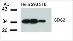 Anti-CDC2 (Ab-15) antibody produced in rabbit affinity isolated antibody