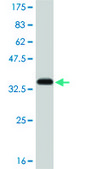 Monoclonal Anti-SMAD5 antibody produced in mouse clone 2D7, purified immunoglobulin, buffered aqueous solution