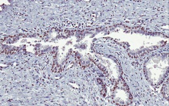 Sheep Anti-Mouse IgG Antibody, Species absorbed, Biotin conjugate from sheep, biotin conjugate