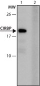 Anti-CIRBP (121-135) antibody produced in rabbit IgG fraction of antiserum, buffered aqueous solution