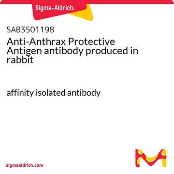 Anti-Anthrax Protective Antigen antibody produced in rabbit affinity isolated antibody