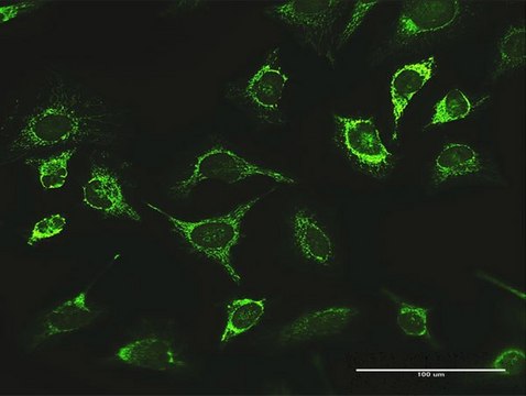 Anti-LONP1 antibody produced in rabbit purified immunoglobulin, buffered aqueous solution