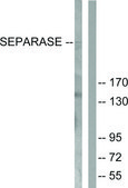 Anti-SEPARASE antibody produced in rabbit affinity isolated antibody