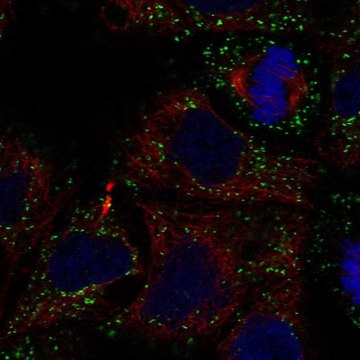 Anti-GLTPD2 antibody produced in rabbit Prestige Antibodies&#174; Powered by Atlas Antibodies, affinity isolated antibody