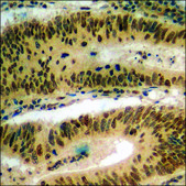 Anti-phospho-POLR2A (pSer1619) antibody produced in rabbit affinity isolated antibody