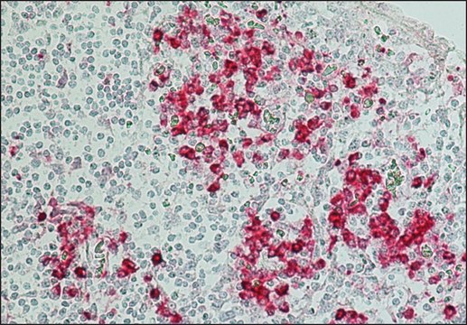 抗 人 IgG（Fc 特异性）-碱性磷酸酶 山羊抗 affinity isolated antibody, buffered aqueous solution