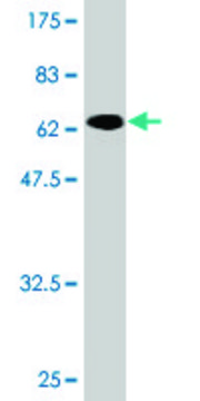 Monoclonal Anti-TRIB2 antibody produced in mouse clone 1D11, purified immunoglobulin, buffered aqueous solution