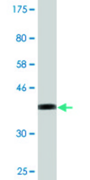 Monoclonal Anti-SLC5A3 antibody produced in mouse clone 3A6, purified immunoglobulin, buffered aqueous solution