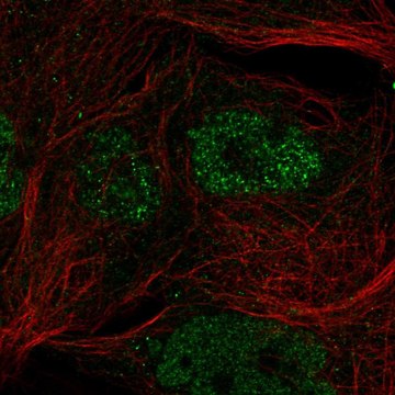 Anti-Cgas Antibody Produced In Rabbit Prestige Antibodies&#174; Powered by Atlas Antibodies, affinity isolated antibody, buffered aqueous glycerol solution