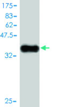 Monoclonal Anti-TAC3 antibody produced in mouse clone 2D7, purified immunoglobulin, buffered aqueous solution