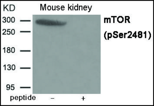 Anti-phospho-mTOR (pSer2481) antibody produced in rabbit affinity isolated antibody