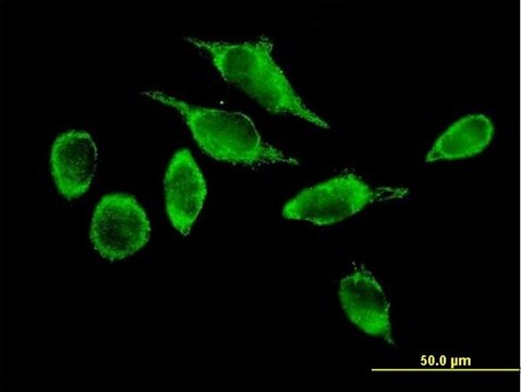 Anti-ATAD3A antibody produced in mouse IgG fraction of antiserum, buffered aqueous solution