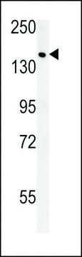 ANTI-SAMD9(C-TERMINAL) antibody produced in rabbit affinity isolated antibody, buffered aqueous solution