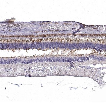 Anti-CRB1 antibody produced in rabbit Prestige Antibodies&#174; Powered by Atlas Antibodies, affinity isolated antibody