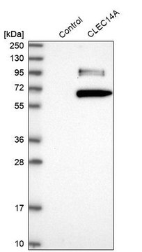 Anti-CLEC14A antibody produced in rabbit Prestige Antibodies&#174; Powered by Atlas Antibodies, affinity isolated antibody, buffered aqueous glycerol solution