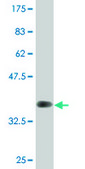 Monoclonal Anti-LGTN, (C-terminal) antibody produced in mouse clone 2D10, purified immunoglobulin, buffered aqueous solution
