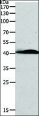 Anti-AD7C-NTP antibody produced in rabbit affinity isolated antibody