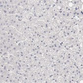 Anti-CCNB3 antibody produced in rabbit Prestige Antibodies® Powered by Atlas Antibodies, affinity isolated antibody, buffered aqueous glycerol solution