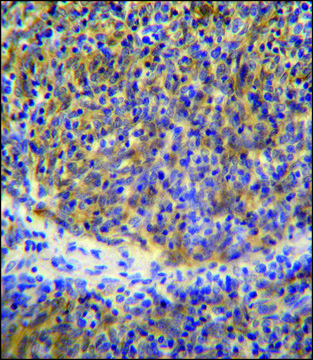 ANTI-PSMB11 (C-TERM) antibody produced in rabbit IgG fraction of antiserum, buffered aqueous solution