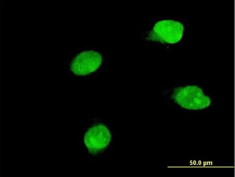 Monoclonal Anti-BRD8 antibody produced in mouse clone 3G8, purified immunoglobulin, buffered aqueous solution