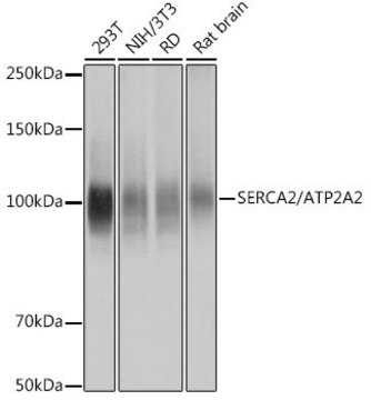 Anti-SERCA2/ATP2A2 antibody produced in rabbit