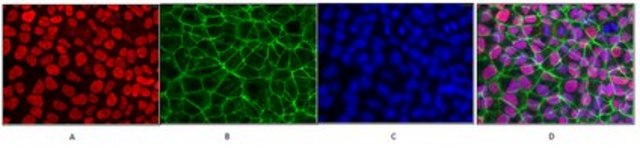 Anti-Human Oct-4 Antibody from rabbit, purified by affinity chromatography