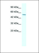 Anti-RGS6 antibody produced in rabbit affinity isolated antibody