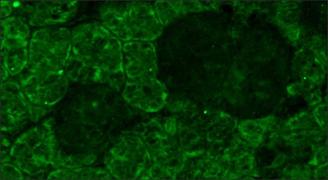 Monoclonal Anti-Opsin antibody produced in mouse clone RET-P1, ascites fluid