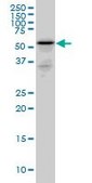 Monoclonal Anti-RHCG antibody produced in mouse clone 5A4, purified immunoglobulin, buffered aqueous solution