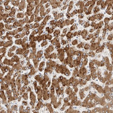 Anti-PCYOX1 antibody produced in rabbit Prestige Antibodies&#174; Powered by Atlas Antibodies, affinity isolated antibody, buffered aqueous glycerol solution