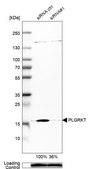 Anti-PLGRKT antibody produced in rabbit Prestige Antibodies® Powered by Atlas Antibodies, affinity isolated antibody, buffered aqueous glycerol solution