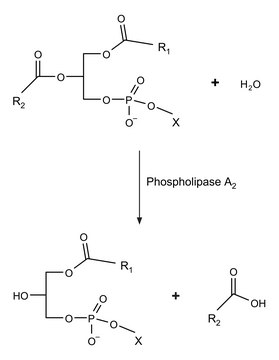 磷脂酶 A 2 from honey bee venom (Apis mellifera) salt-free, lyophilized powder, 600-2400&#160;units/mg protein