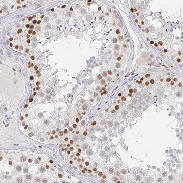 Anti-RCOR1 antibody produced in rabbit Prestige Antibodies&#174; Powered by Atlas Antibodies, affinity isolated antibody, buffered aqueous glycerol solution