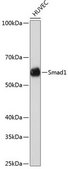 Anti- Smad1 antibody produced in rabbit