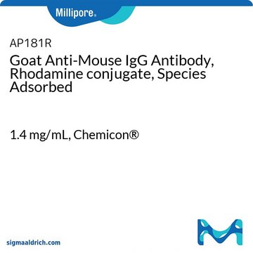 Goat Anti-Mouse IgG Antibody, Rhodamine conjugate, Species Adsorbed 1.4&#160;mg/mL, Chemicon&#174;