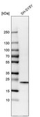 Anti-CYGB antibody produced in rabbit Prestige Antibodies® Powered by Atlas Antibodies, affinity isolated antibody, buffered aqueous glycerol solution