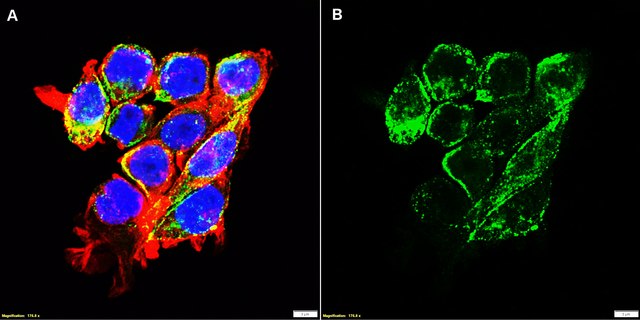 Anti-LMP1 Antibody, clone 1G6