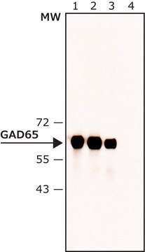 Anti-GAD65 antibody , Mouse monoclonal clone N-GAD65, purified from hybridoma cell culture