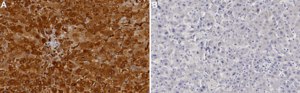 Anti-FTL Antibody, clone 2F12 ZooMAb® Rabbit Monoclonal recombinant, expressed in HEK 293 cells