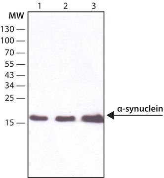 抗 &#945;-突触核蛋白抗体，小鼠单克隆 clone Syn211, purified from hybridoma cell culture