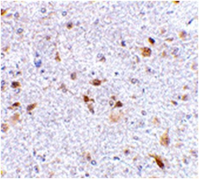 Anti-PD-L2 Antibody from rabbit, purified by affinity chromatography