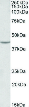 Anti-VEGFA antibody produced in goat affinity isolated antibody, buffered aqueous solution