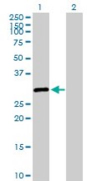 Anti-SALL2 antibody produced in rabbit purified immunoglobulin, buffered aqueous solution