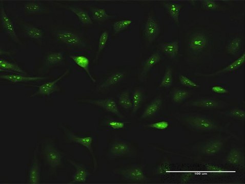 Anti-ESF1 antibody produced in rabbit purified immunoglobulin, buffered aqueous solution