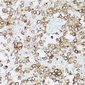 Anti-CD79a antibody produced in rabbit