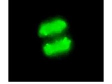 抗磷酸化组蛋白H3（Ser10）抗体，克隆MC463，兔单克隆 culture supernatant, clone MC463, Upstate&#174;